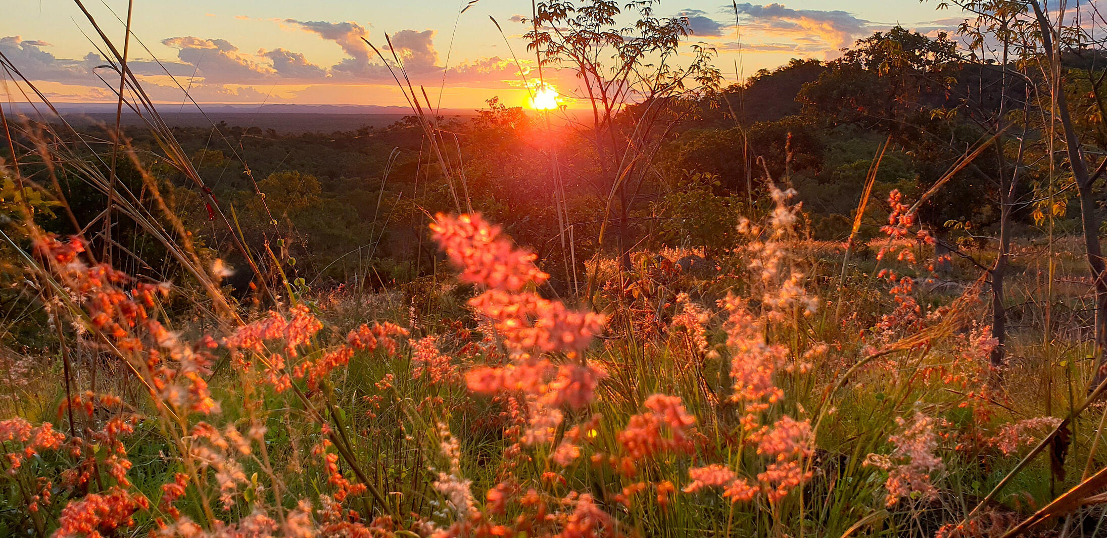 Sunset lighting up the Newcastle Ranges in Far North Queensland, framed by Red Natal grass.